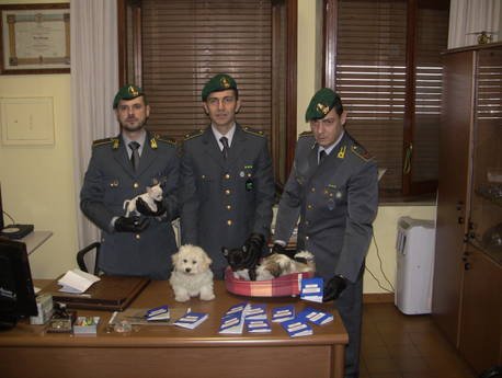 Poliţiştii italieni au distrus o reţea de traficanţi de căţei