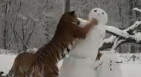 Vezi o luptă între tigri și oameni... de zăpadă