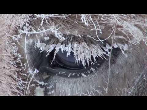 La noi e plină vară. Cum trăiesc oamenii din cel mai friguros loc din lume. Media temperaturii e de -40 de grade. NU e la Polul Nord 189379