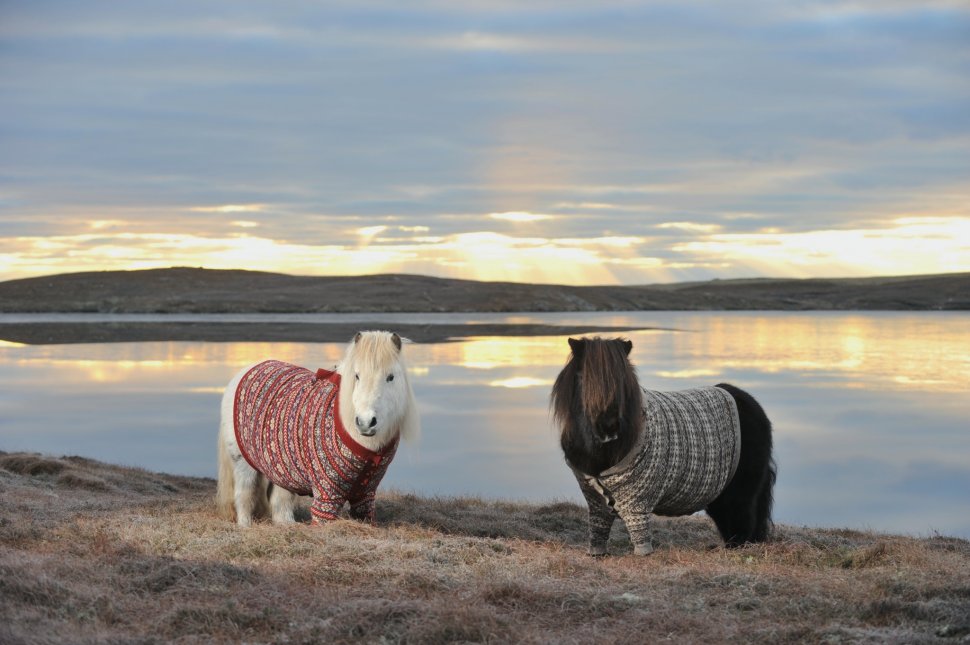 Doi ponei sunt vedetele care promovează turismul scoţian