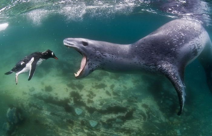 &quot;Înotând către fălcile morţii&quot;. Fotografiile care arată ultimele secunde din viaţa unui pinguin