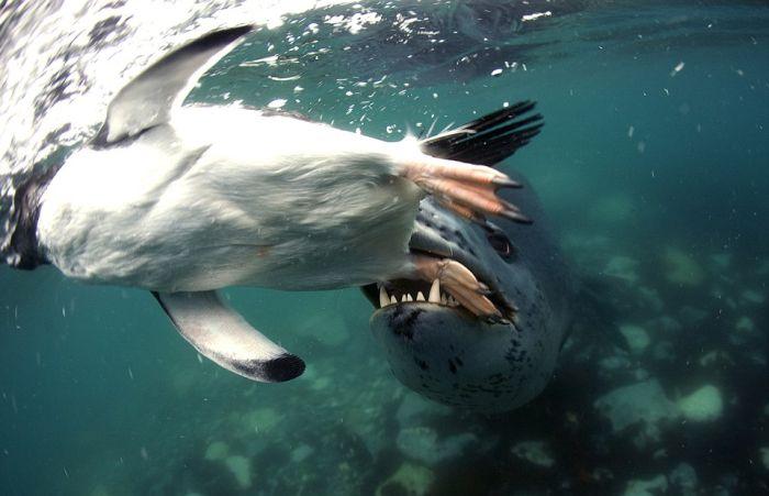 "Înotând către fălcile morţii". Fotografiile care arată ultimele secunde din viaţa unui pinguin 189892