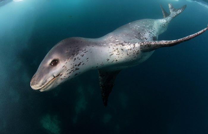"Înotând către fălcile morţii". Fotografiile care arată ultimele secunde din viaţa unui pinguin 189896