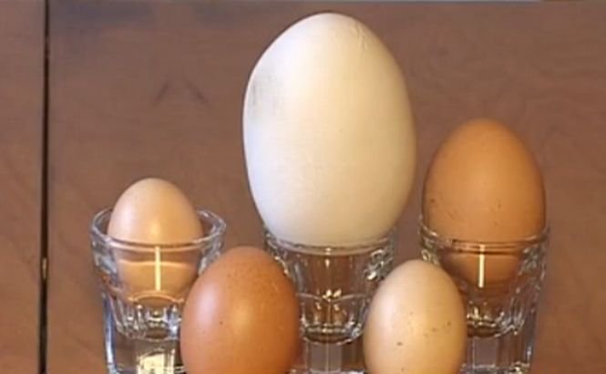 Un ou de găină gigant a fost descoperit într-o gospodărie din Argeş