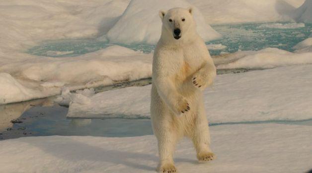 "Vagabonzii" arctici. Casa lor este un iaht şi prietenii lor sunt animalele polare. Îşi cresc copiii printre gheţari 191245