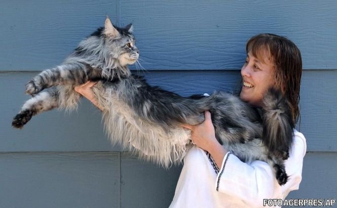 Cea mai lungă pisică din lume a încetat din viaţă