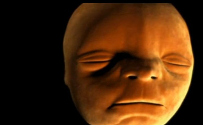 Cum se dezvoltă faţa unui bebeluş în uter. Buza superioară apare în primă fază pe gât