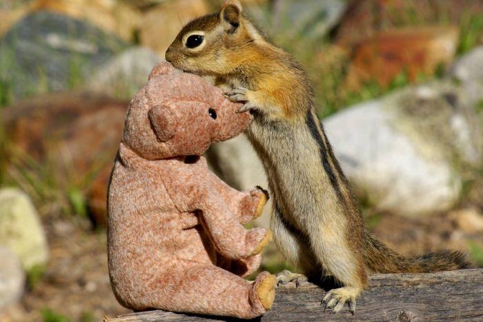 Imaginea asta a strâns mii de "Like-uri" în câteva minute. Veveriţa s-a îndrăgostit de ursuleţul de pluş 191955