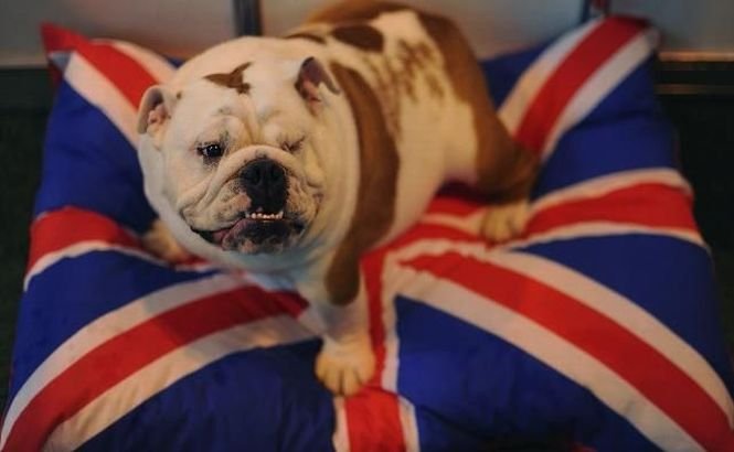 Din 2016, toţi câinii din Marea Britanie vor purta microcipuri