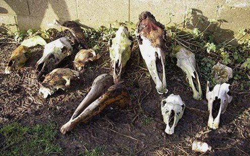 Descoperire macabră în plin scandal european. Peste 60 de cranii de cal, găsite pe un câmp din Satu-Mare