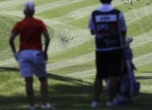 Ce s-a întâmplat în Australia, în timpul unei partide de golf. Jucătorii au lăsat totul baltă şi au pus mâna pe aparatele foto