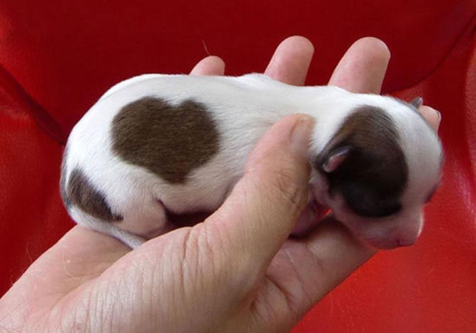 Love is in the air! Vezi imagini pline de duioşie 194302