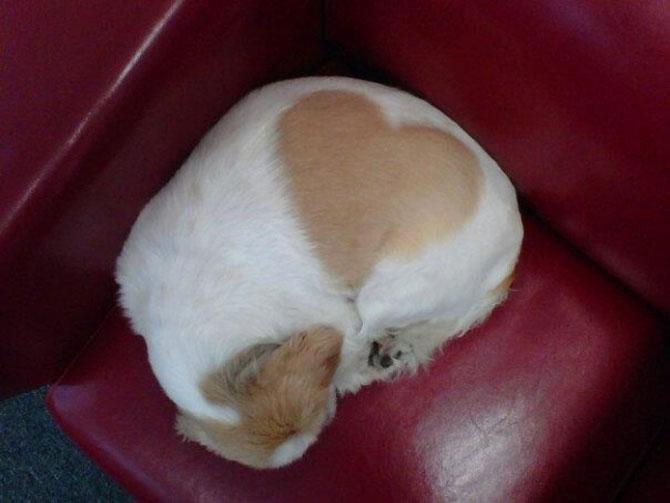 Love is in the air! Vezi imagini pline de duioşie 194303