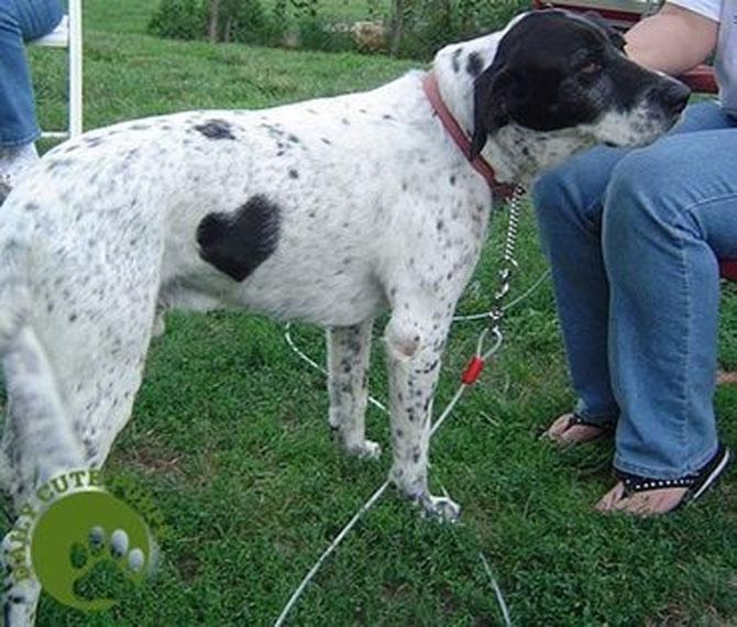 Love is in the air! Vezi imagini pline de duioşie 194304