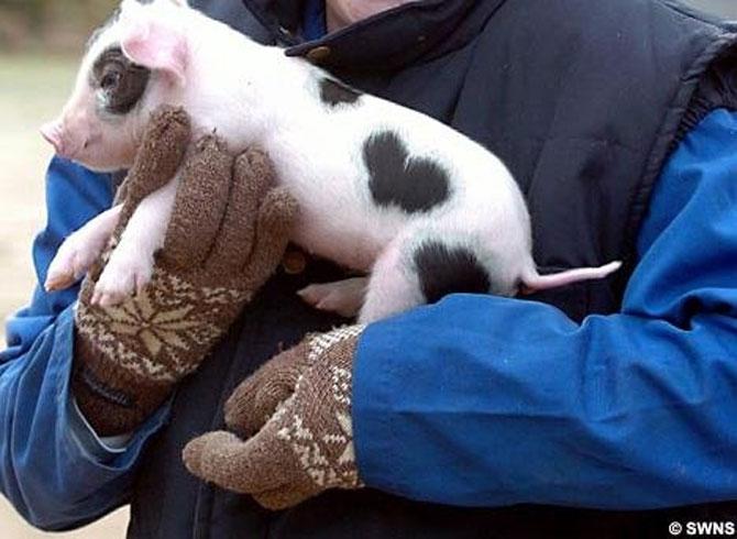 Love is in the air! Vezi imagini pline de duioşie 194313