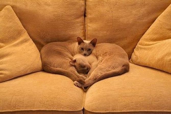 Love is in the air! Vezi imagini pline de duioşie 194314