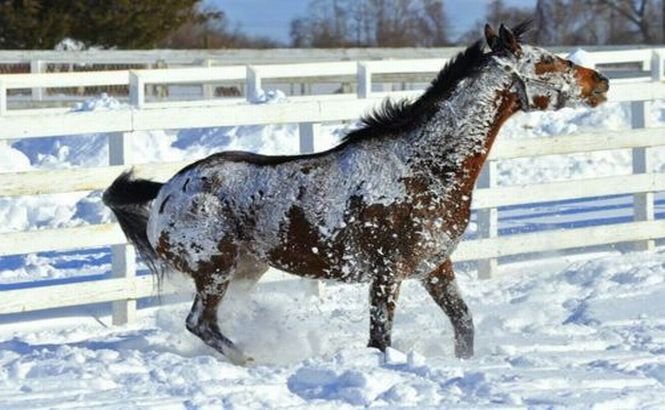 Şi caii iubesc zăpada. Uite cum se bucură de ninsoare