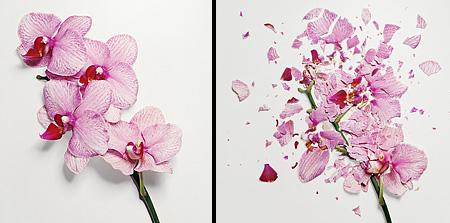 Ai văzut vreodată o floare ...SPARTĂ? Uite cum arată "frumuseţea ciobită" 194684