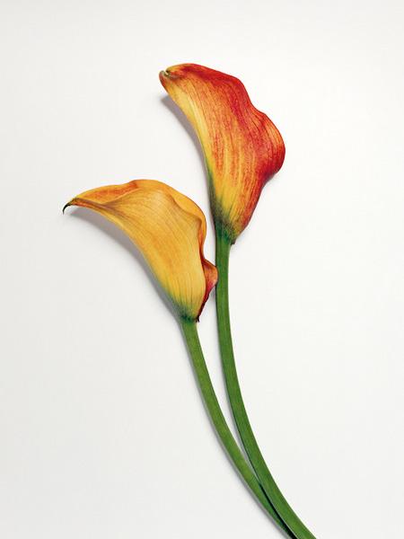 Ai văzut vreodată o floare ...SPARTĂ? Uite cum arată "frumuseţea ciobită" 194685