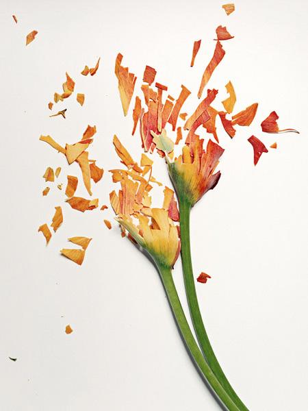 Ai văzut vreodată o floare ...SPARTĂ? Uite cum arată "frumuseţea ciobită" 194686