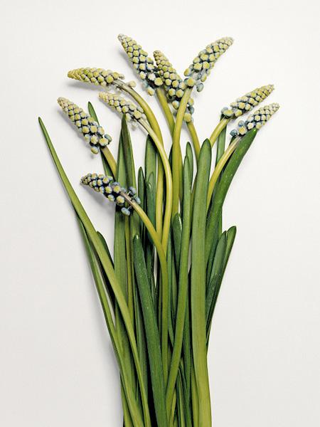 Ai văzut vreodată o floare ...SPARTĂ? Uite cum arată "frumuseţea ciobită" 194687