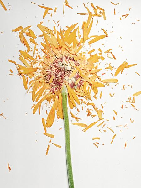 Ai văzut vreodată o floare ...SPARTĂ? Uite cum arată "frumuseţea ciobită" 194690