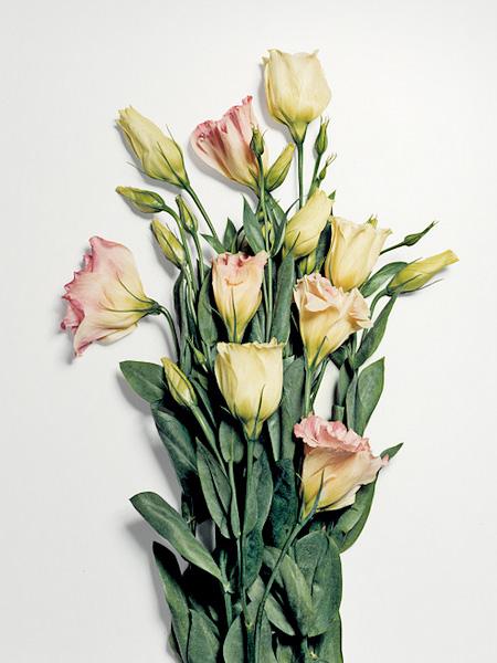 Ai văzut vreodată o floare ...SPARTĂ? Uite cum arată "frumuseţea ciobită" 194692