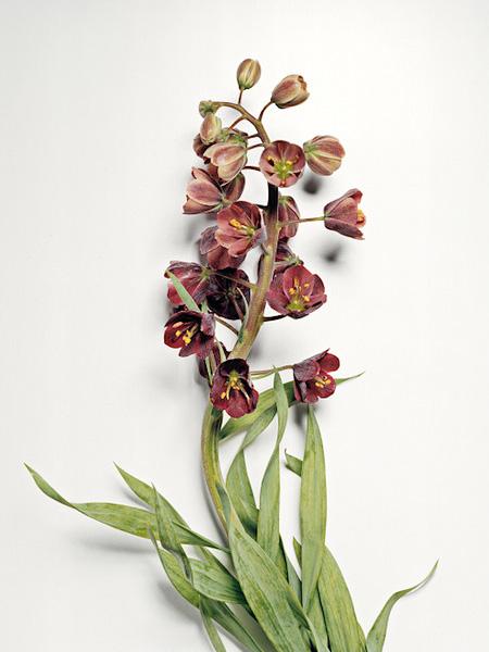 Ai văzut vreodată o floare ...SPARTĂ? Uite cum arată "frumuseţea ciobită" 194694