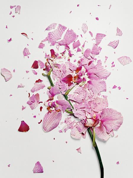 Ai văzut vreodată o floare ...SPARTĂ? Uite cum arată "frumuseţea ciobită" 194695