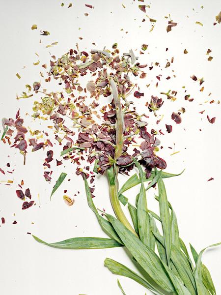 Ai văzut vreodată o floare ...SPARTĂ? Uite cum arată "frumuseţea ciobită" 194696