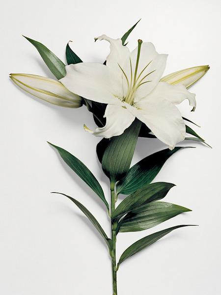 Ai văzut vreodată o floare ...SPARTĂ? Uite cum arată "frumuseţea ciobită" 194700