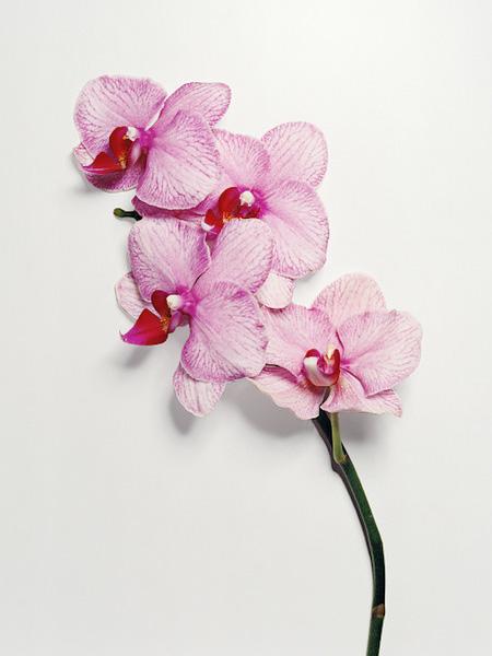 Ai văzut vreodată o floare ...SPARTĂ? Uite cum arată "frumuseţea ciobită" 194701