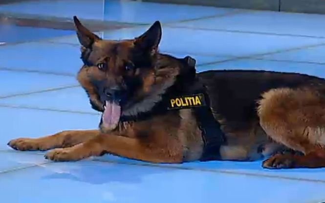 Câinii care salvează vieţi. Demonstraţie de excepţie a căţeilor din Poliţia Română