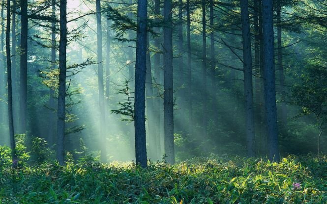 Iniţiativele legislative care pot conduce la degradarea pădurilor României. Ce măsuri vor lua autorităţile pentru a îndrepta situaţia