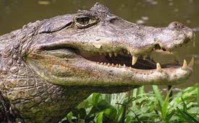 Trafic de crocodili la Grădina Zoologică din Sibiu. Doi caimani au fost cumpăraţi ilegal