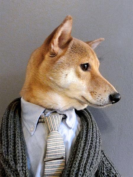 Faceţi cunoştinţă cu Bodhi, câinele care anunţă tendinţele 196669