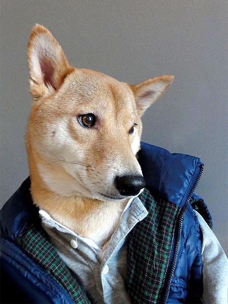 Faceţi cunoştinţă cu Bodhi, câinele care anunţă tendinţele 196671