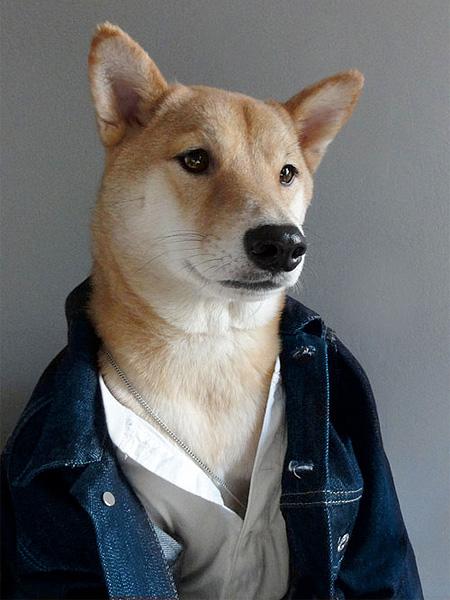 Faceţi cunoştinţă cu Bodhi, câinele care anunţă tendinţele 196674