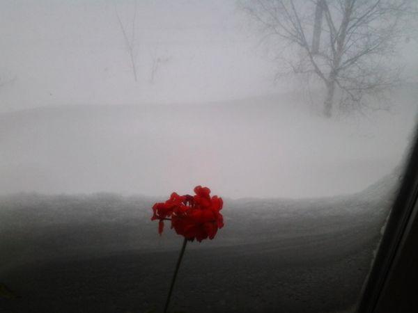 Seara când au mers la culcare, pământul era uscat. Dimineaţa, zăpada ajungea până la brâu. A venit primăvara în Rusia 196527
