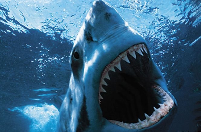 Invazie de rechini în Florida. Autorităţile au închis deja o plajă