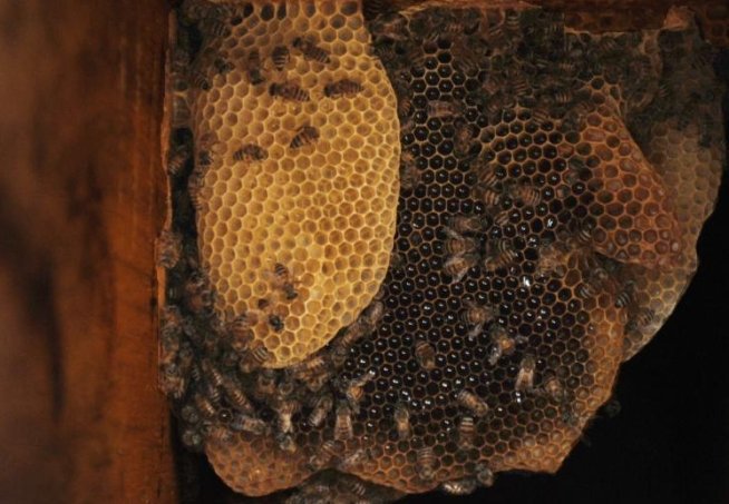 Studiu: Anumite substanţe din veninul albinelor ar putea ucide virusul HIV