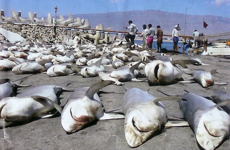 Comerţul cu înotătoare de rechin ar putea fi reglementat