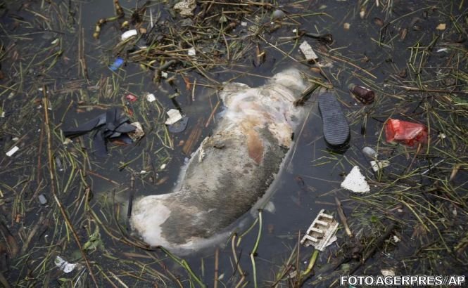 Aproape 6.000 de porci morţi, găsiţi în fluviul care curge prin Shanghai