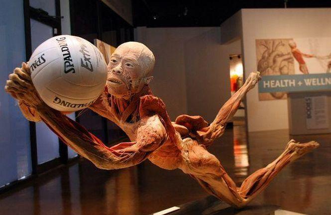 Spectacol macabru sau metodă educativă? Controverse în jurul expoziţiei "The Human Body" de la Muzeul Antipa 197985