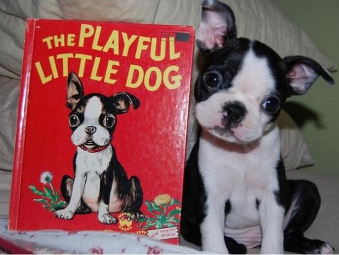 Animale simpatice faţă în faţă cu dublurile lor. Vezi o galerie foto de excepţie 198827