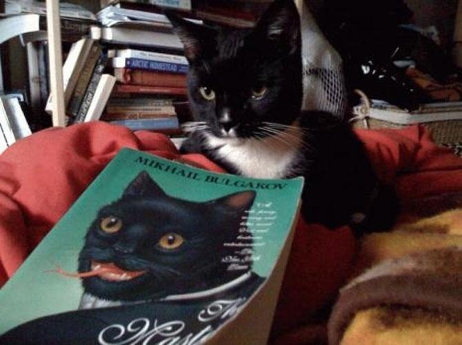 Animale simpatice faţă în faţă cu dublurile lor. Vezi o galerie foto de excepţie 198828