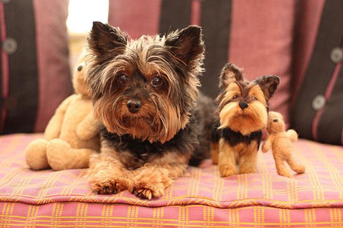 Animale simpatice faţă în faţă cu dublurile lor. Vezi o galerie foto de excepţie 198830