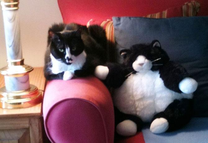 Animale simpatice faţă în faţă cu dublurile lor. Vezi o galerie foto de excepţie 198833