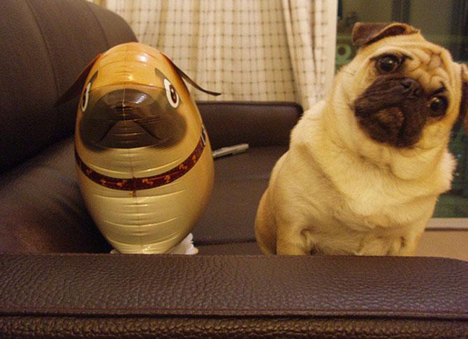 Animale simpatice faţă în faţă cu dublurile lor. Vezi o galerie foto de excepţie 198834