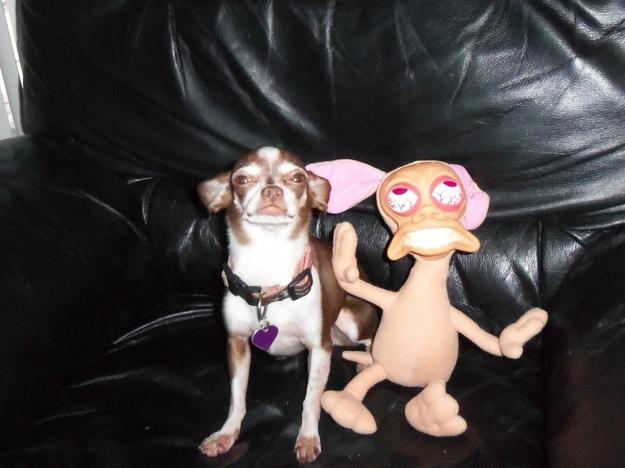 Animale simpatice faţă în faţă cu dublurile lor. Vezi o galerie foto de excepţie 198835